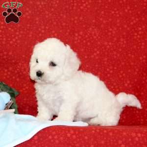 Walnut, Bichon Frise Puppy